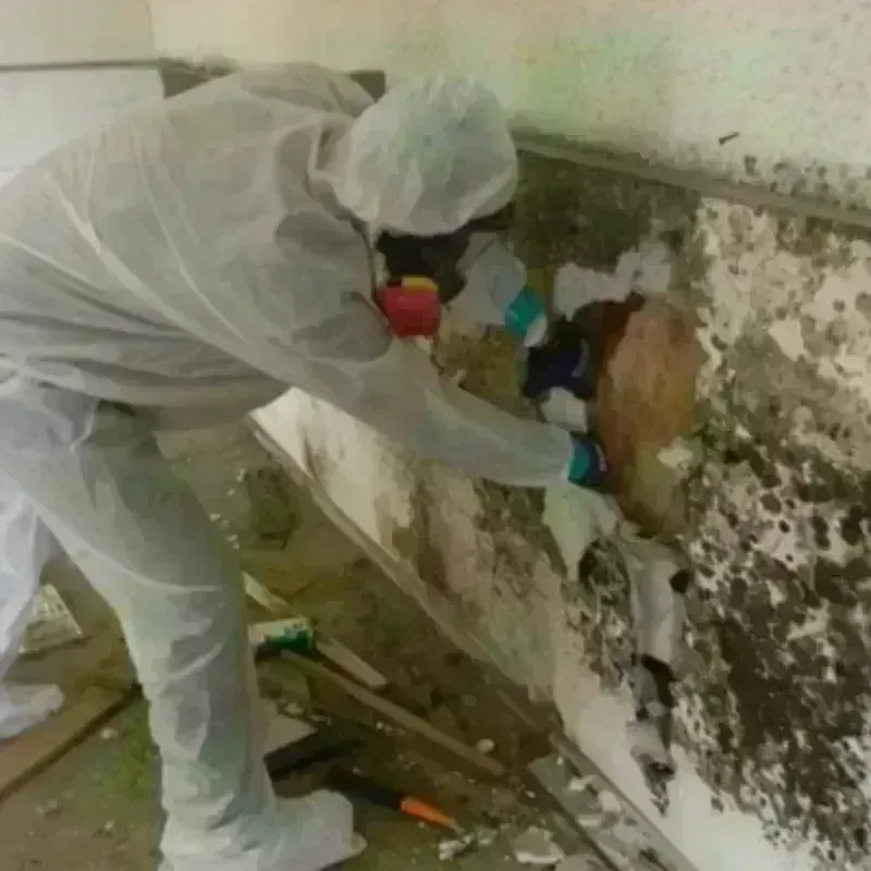 Mold Remediation and Removal in Ephrata, PA